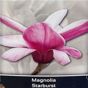 Magnolia 'Starburst'